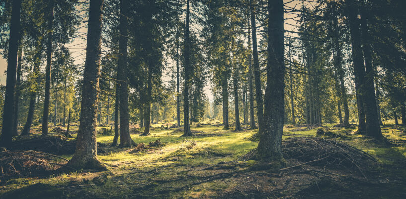Wald ADWA